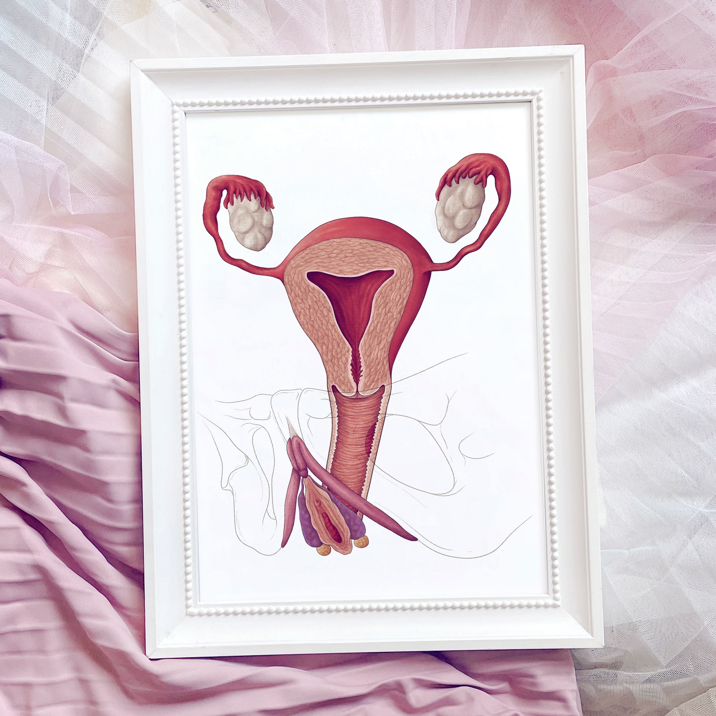 Na rycinie są widoczne wszystkie struktury tworzące żeński układ rozrodczy. Zaznaczonesą nie tylko struktury wewnętrzne, ale również zewnętrzne, dzięki czemu bardzo dobrze widać ich położenie względem siebie