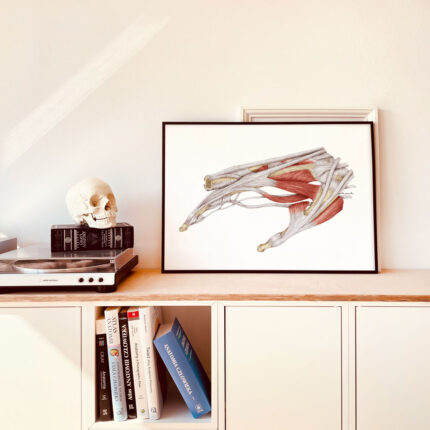 Plakat medyczny Ścięgna Palca Wskazującego