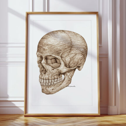 Plakat medyczny - Czaszka - Widok Skośny
