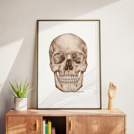 Plakat medyczny - Czaszka-Widok od Przodu