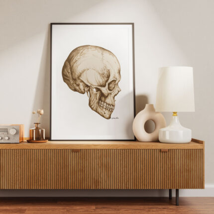 Plakat medyczny - Czaszka - Widok z Boku