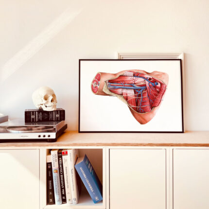 Plakat medyczny - Jama Pachowa