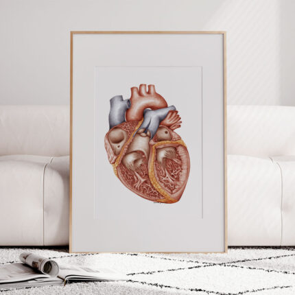 Plakat medyczny Jamy Serca