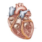 Rycina anatomiczna - Jamy serca