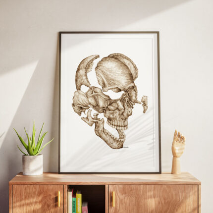 Plakat medyczny - Kości Czaszki