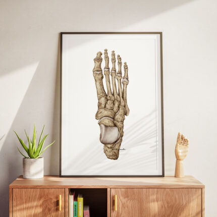 Plakat medyczny - Kości-Stopy-Widok-z-Góry
