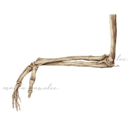 Kości kończyny górnej