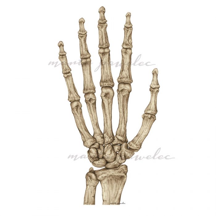 Kości ręki