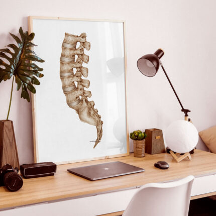 Tablica medyczna - Kręgosłup - Odcinek Lędźwiowy