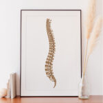 Plakat medyczny - Kręgosłup-Widok-z-Boku