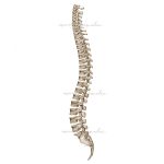 Ilustracja medyczna - Kręgosłup - widok z boku