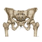 Rycina anatomiczna - Miednica żeńska - widok od przodu