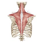 Rycina anatomiczna - Mięsień czworoboczny