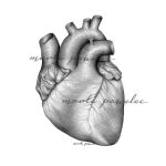 Rycina medyczna - Mięsień sercowy