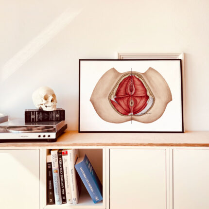 Plakat medyczny - Mięśnie Dna Miednicy głębokie i powierzchowne