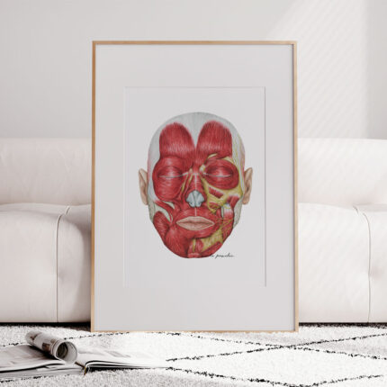 Tablica medyczna - Mięśnie Mimiczne Twarzy