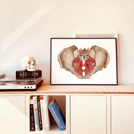 Plakat Medyczny - Mięśnie Przepony Miedniczej