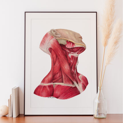 Plakat medyczny - Mięśnie Szyi