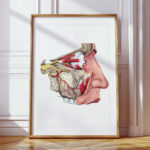 Plakat medyczny Nerw Trójdzielny