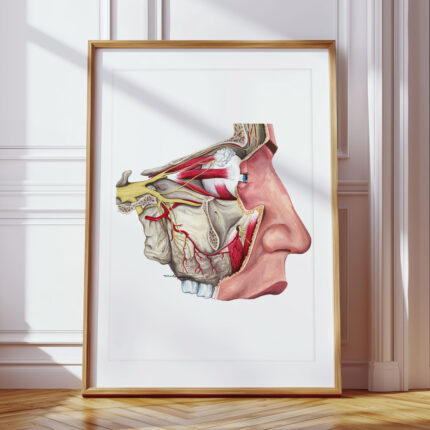 Plakat medyczny Nerw Trójdzielny