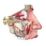 Rycina medyczna Nerw trójdzielny