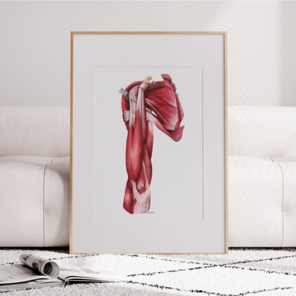 Tablica medyczna Obręcz Kończyny Górnej