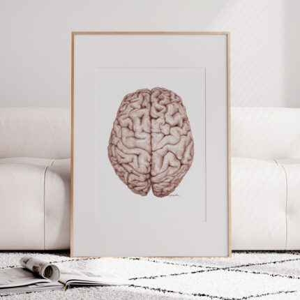 Plakat Medyczny Półkule Mózgu