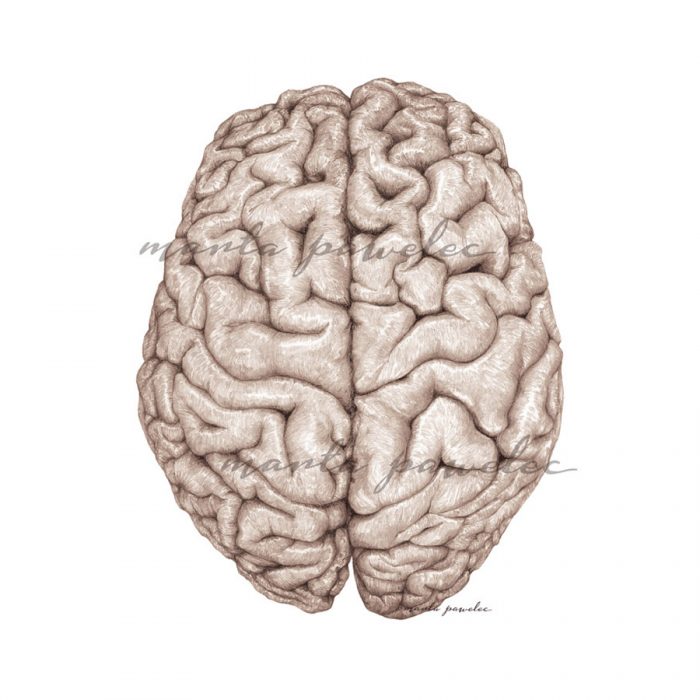 Półkule mózgu