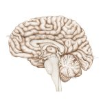 Rycina medyczna Przekrój mózgowia