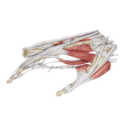 Rycina anatomiczna - Ścięgna palca wskazującego