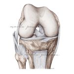 Rycina medyczna Staw kolanowy