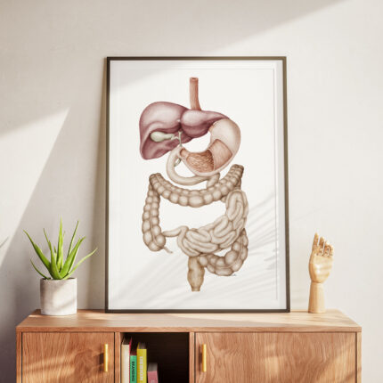 Plansza medyczna - Układ Trawienny
