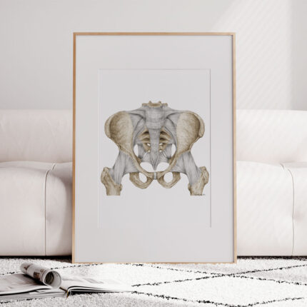 Plansza anatomiczna - Więzadła Miednicy