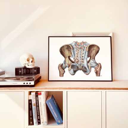 Plakat medyczny Więzadła Miednicy Widok z Tyłu