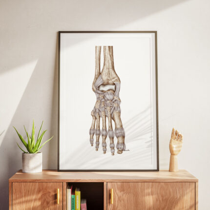 Tablica medyczna - Więzadła Stopy