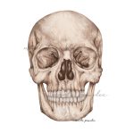 Ilustracja medyczna - Czaszka-Widok od Przodu