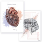 dwa plakaty anatomiczne zawierające aktualną wiedzę o budowie tych dwóch organów