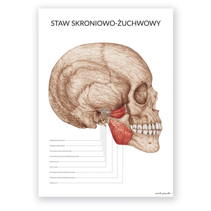 Plakat Anatomiczny - Staw Skroniowo Żuchwowy