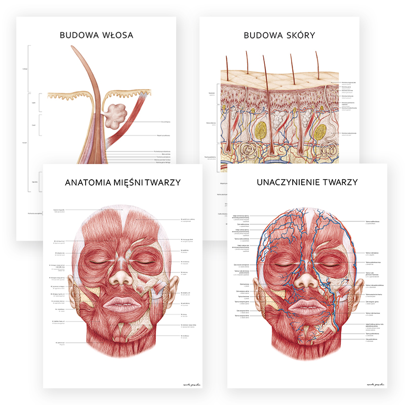 Anatomia Piękna Komplet 4 Plakatów Anatomicznych