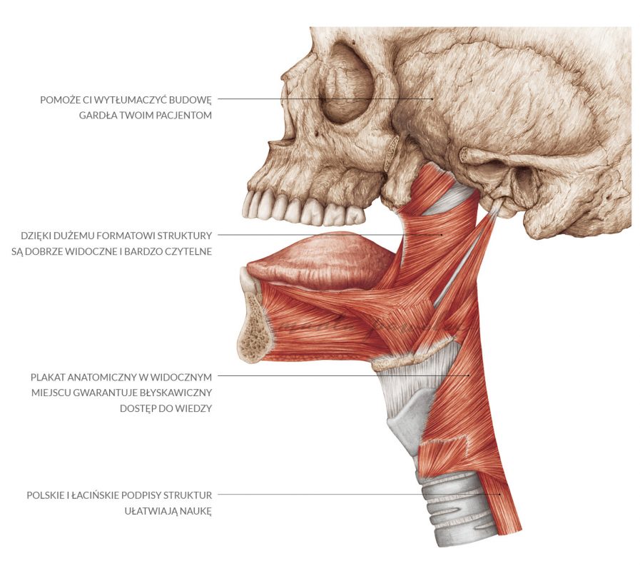 Mięśnie gardła i języka - opis ilustracji