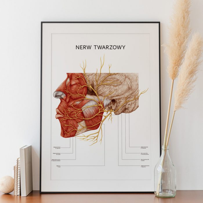 Plakat Anatomiczny 1