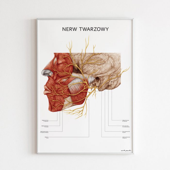 Plakat Anatomiczny - Nerw Twarzowy 3