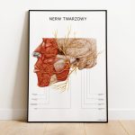 Plakat Anatomiczny - Nerw Twarzowy 4