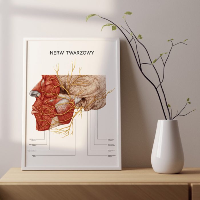 Plakat Anatomiczny - Nerw Twarzowy 5