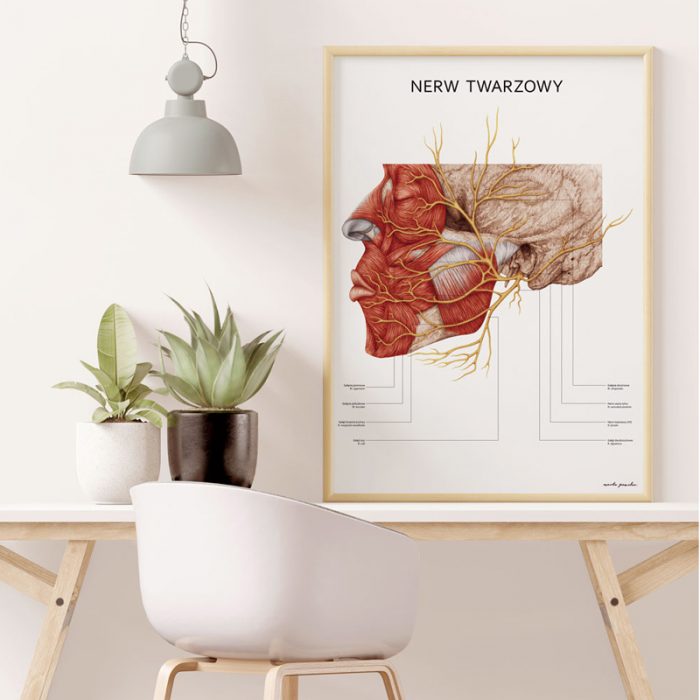 Plakat Anatomiczny - Nerw Twarzowy 6