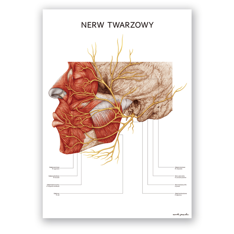 Plakat Anatomiczny - Nerw Twarzowy