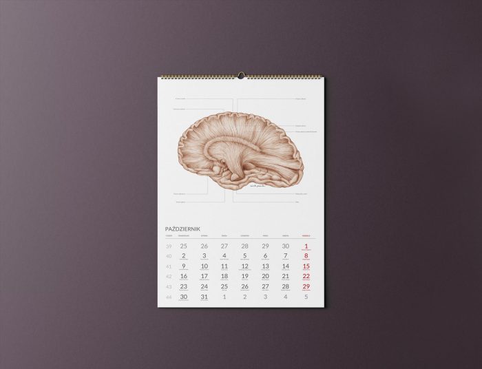 Kalendarz Anatomiczny 2023 - Październik