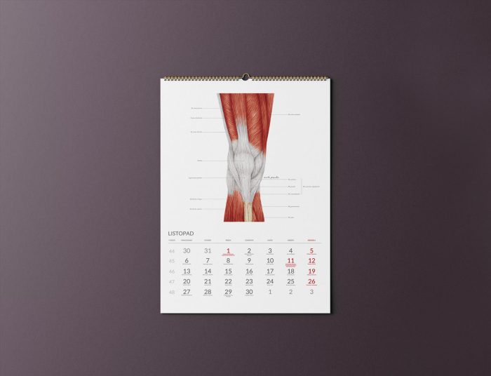 Kalendarz Anatomiczny 2023 - Listopad