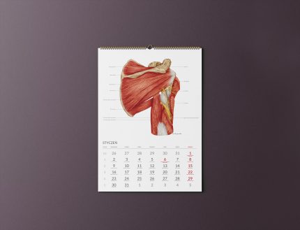 Kalendarz Anatomiczny 2023 - Syczeń