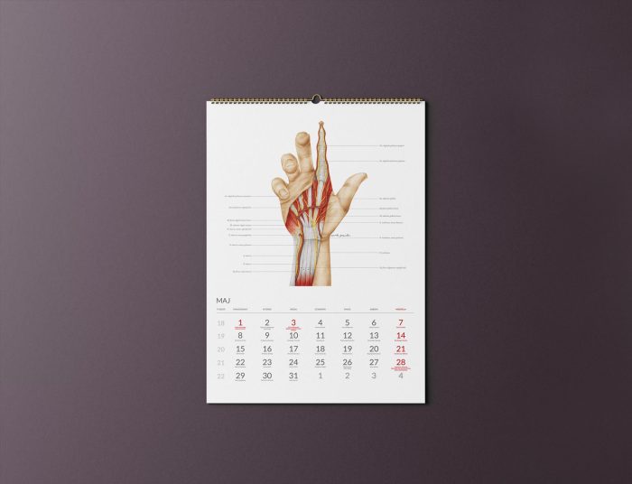 Kalendarz Anatomiczny 2023 - Maj